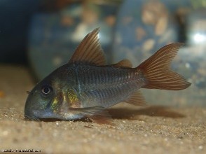 Cory concolor — 3.2
